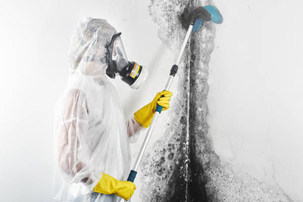 Best Airborne Mold Testing  in Peach Springs, AZ
