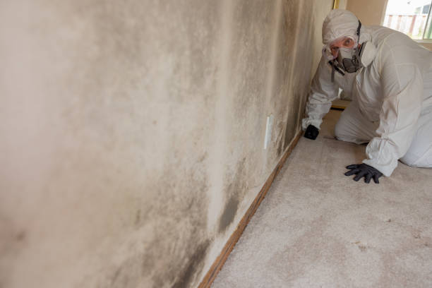 Best Basement Mold Removal  in Peach Springs, AZ